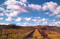 Clos Du Val 酒莊在 Carneros 酒區的葡萄田，該地公認為類似法國保根蒂酒鄉天時，這次 2001 年份的 Chardonnay 白酒的葡萄就是在此生產的。