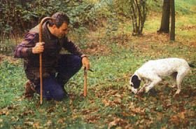意大利野菇專業人仕訓練小狗，利用嗅覺去掘覓出白松露菌。
