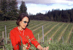 西班牙酒業女傑Marimar Torres在加州蘇諾瑪郡她開墾的 Don Miquel 葡萄園準備有機體種植，栽培花草作為遮蓋。
